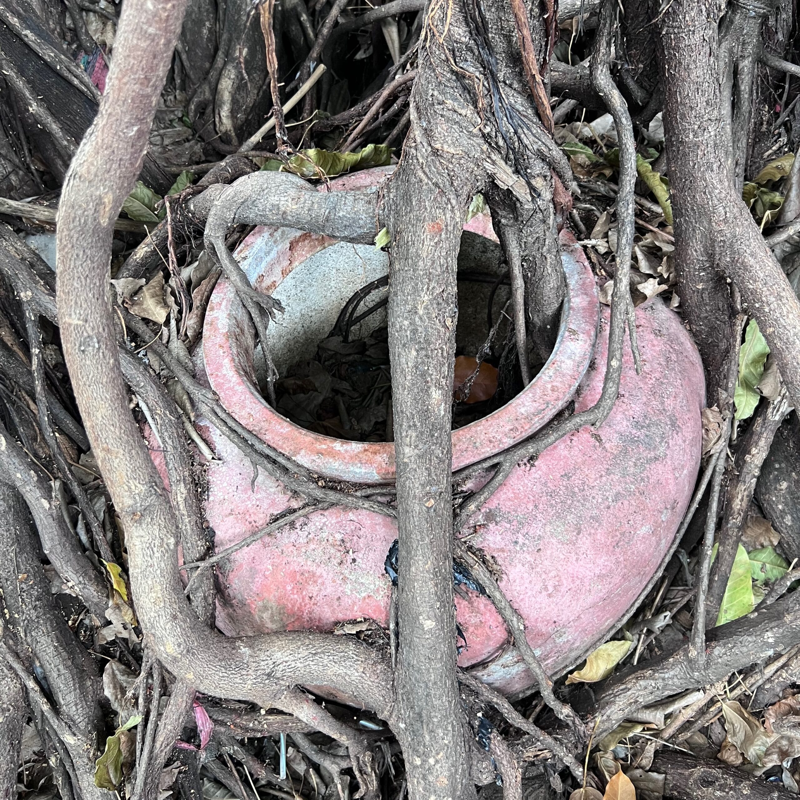 An old pot embedded in the roots of a tree in Bangkok